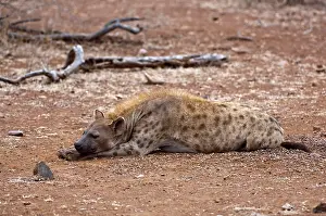 Hyeana: Spotted Hyena - female lying down with head on paws