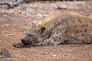 Hyeana: Spotted Hyena - female sleeping