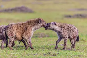 Hyenas: Spotted Hyena greeting