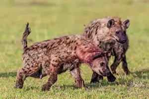 Hyenas: Spotted Hyena at kill site