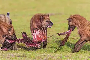 Hyenas: Spotted Hyena at kill site