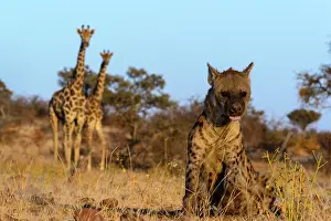 Transborder: Spotted hyena, also known as the laughing hyena