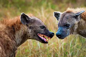 Laughing: Spotted hyena or laughing hyena (Crocuta crocuta