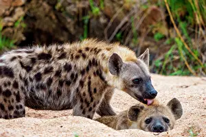 Laughing: Spotted hyena or laughing hyena (Crocuta crocuta