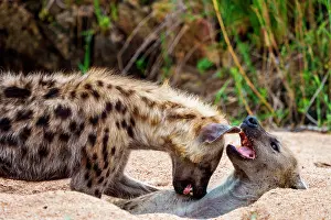 Laughing: Spotted hyena or laughing hyena (Crocuta crocuta