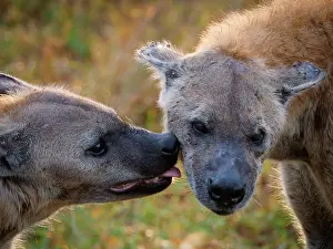Laughing: Spotted hyena or laughing hyena (Crocuta crocuta
