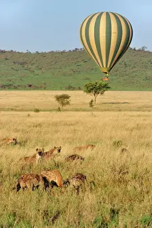 Hyenas: Spotted Hyena / Laughing Hyena with hot air balloon