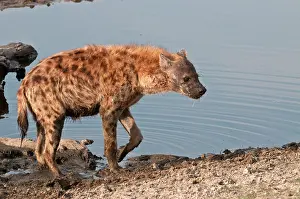 Hyeana: Spotted Hyena - leaving waterhole