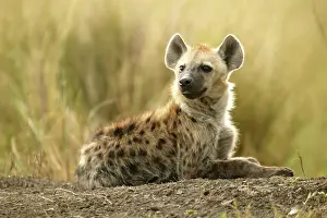 Hyenas: Spotted Hyena Masai Mara Kenya Africa