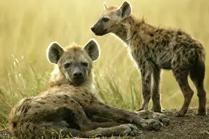 Hyenas: Spotted Hyena Masai Mara Kenya Africa