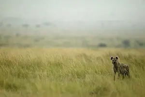 Hyenas: Spotted Hyena Masai Mara Kenya Africa