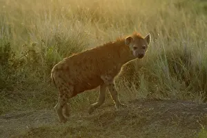 Hyenas: Spotted Hyena Masai Mara Kenya Africa