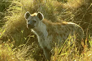 Hyenas: Spotted Hyena Masai Mara Kenya Africa