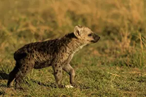 Hyenas: Spotted Hyena Masai Mara National Reserve, Kenya