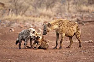 Hyeana: Spotted Hyena - mother with two pups