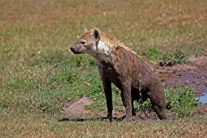 Mudbath: Spotted Hyena after mudbath 1 784