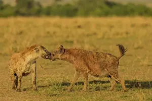 Hyenas: Spotted Hyena play fighting Masai Mara National