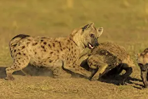 Hyenas: Spotted Hyena play fighting Masai Mara National