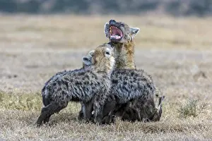 Examine: Spotted hyena puppies coming to examine their motherin