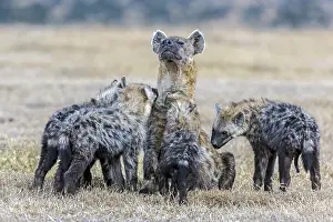 Smelling: Spotted hyena puppies smellimg their mother in Laikipia