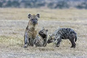 Smelling: Spotted hyena puppies smellimg their mother in Laikipia