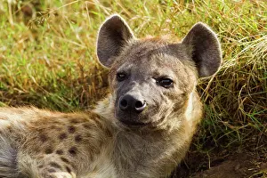 Hyenas: Spotted Hyena - relaxing