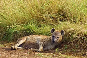 Hyenas: Spotted Hyena - relaxing