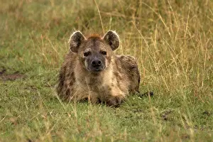 Hyenas: Spotted Hyena - resting in the Masai Mara - Kenya, Africa