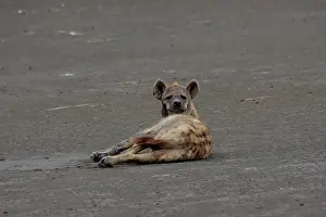 310517: Spotted Hyena resting on mud 2 186