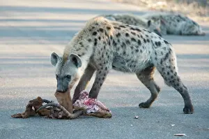 Death: Spotted Hyena - on road with skull and hide of antelope