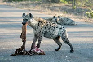 Death: Spotted Hyena - on road with skull and hide of antelope