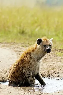 Hyenas: Spotted Hyena - sitting in rain filled puddle