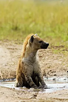 Hyenas: Spotted Hyena - sitting in rain filled puddle