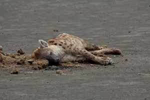 Dung: Spotted Hyena sleeping on White Rhinoceros dung