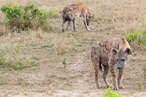 Hyaena: Spotted hyena (spotted hyaena) (Crocuta