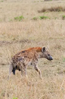 Hyaena: Spotted hyena (spotted hyaena) (Crocuta