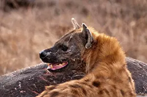 Hyeana: Spotted Hyena - standing by carcass of hippo
