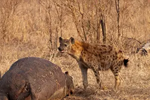 Hyeana: Spotted Hyena - standing by carcass of hippo
