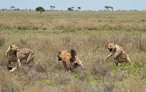 Stealing: Spotted Hyena - stealing kill from Cheetahs - series 8 of 11