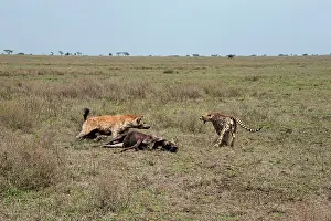Stealing: Spotted Hyena - stealing Wildebeest kill from Cheetahs