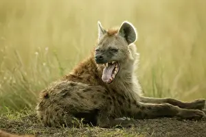 Hyenas: Spotted Hyena yawning mouth open Masai Mara Kenya Africa