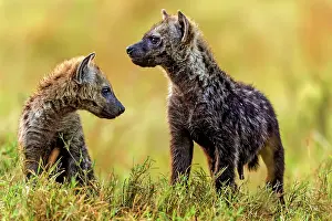 Hyenas: Spotted Hyena young