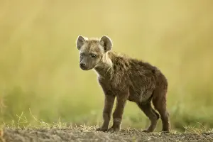 Hyenas: Spotted Hyena young Masai Mara Kenya Africa
