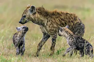 Hyenas: Spotted Hyenas adult greeting cubs