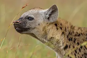 Scenting: Spotted Hyenas adult smelling grass