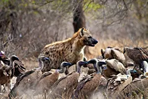 Scavenging: Spotted hyenas (Crocuta crocuta) and vultures
