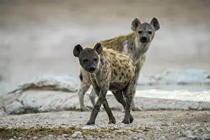 Hyenas: Spotted hyenas (Crocuta crocuta) at a waterhole