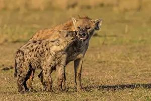 Hyenas: Spotted Hyenas greeting