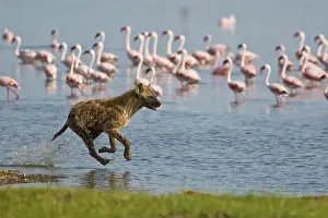 Hyenas: Spotted Hyenas hunting Lesser Flamingoes