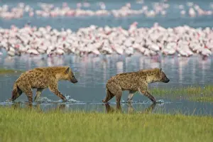 Hyenas: Spotted Hyenas hunting Lesser Flamingoes